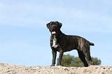 CANE CORSO 452